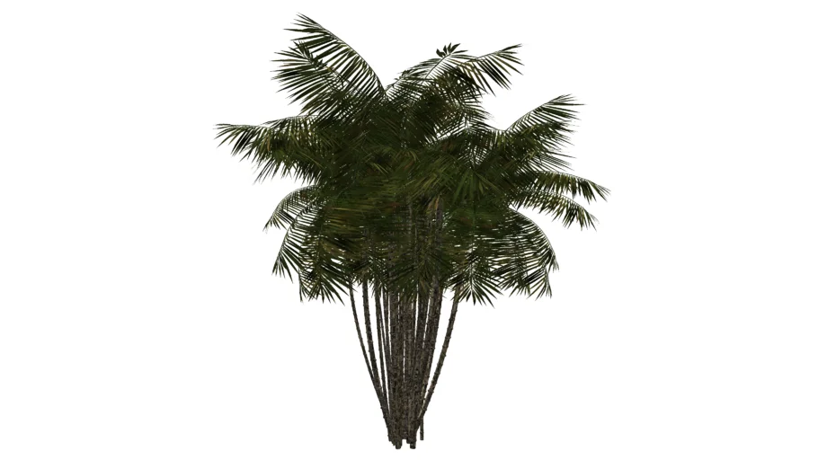 Palm