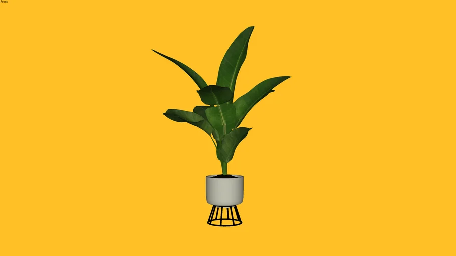 Kebun3D - Pisang Kipas