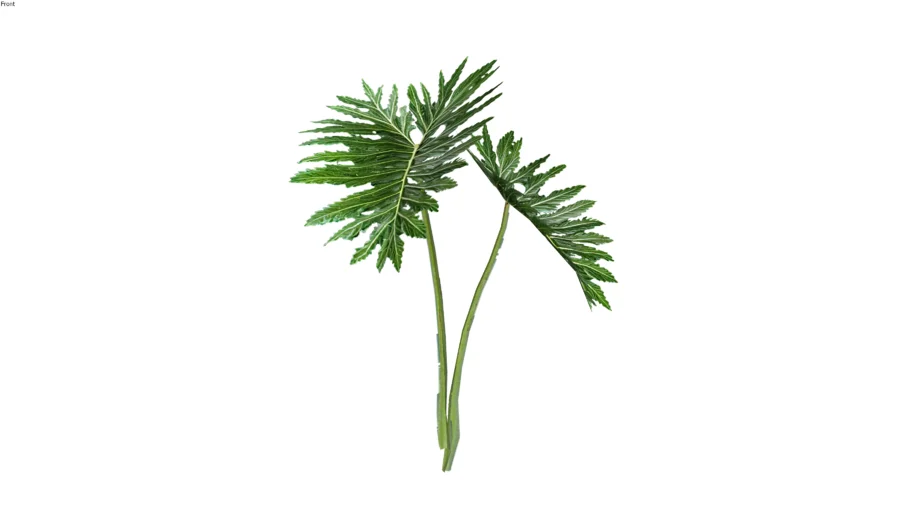 BANANA DE MACACO - (THAUMATOPHYLLUM BIPINNATIFIDUM)