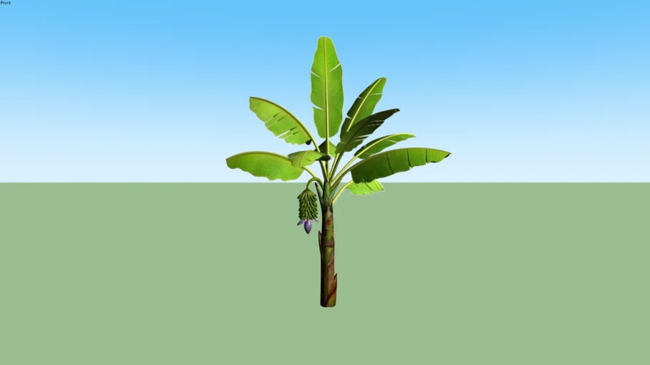 Banana Tree - Pohon Pisang
