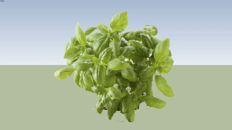 OCIMUM BASILICUM - AHALBACA