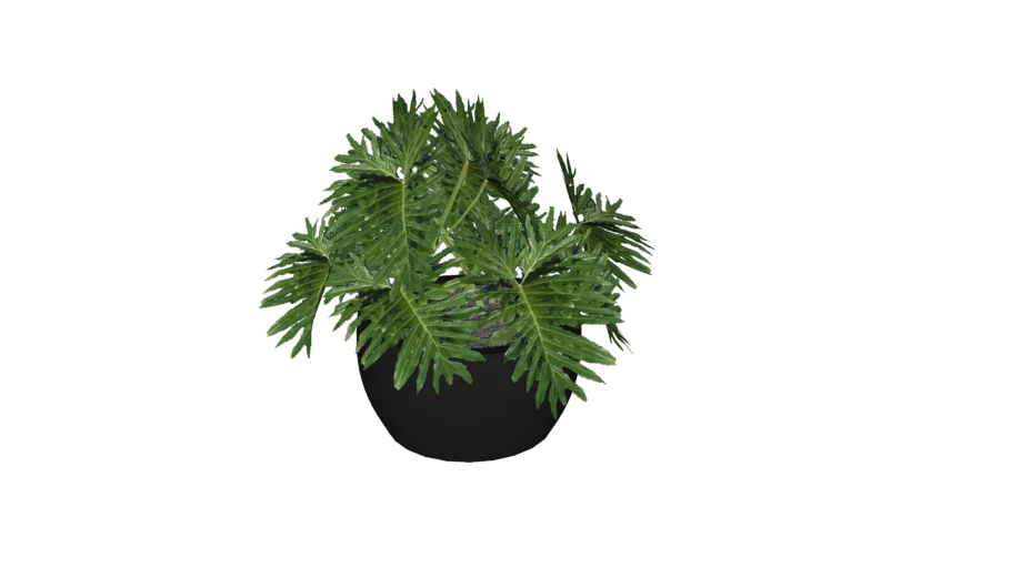 ARRANJO COSTELA DE ADÃO - Monstera deliciosa