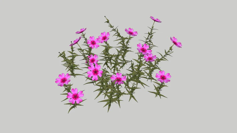 3D Landscape Plant - Pink Creeping Phlox  (Phlox Subulata)