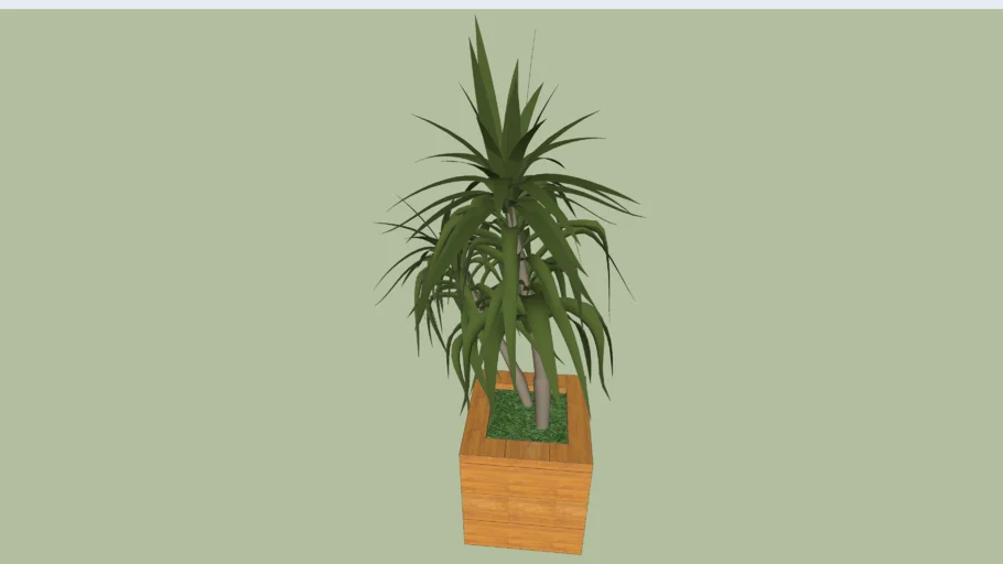 Vaso com Dracena