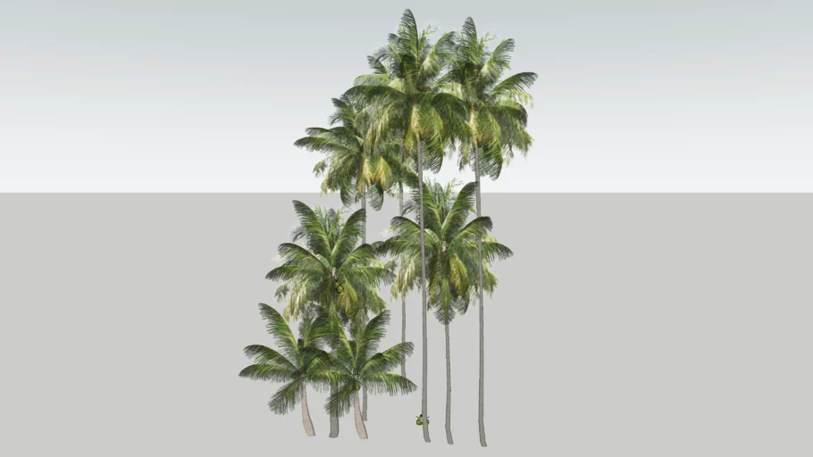 Coconut