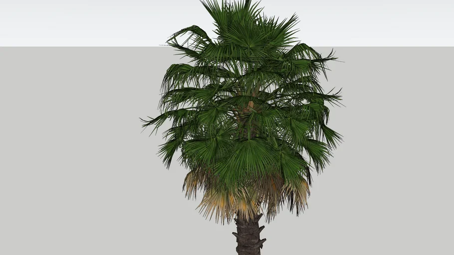 Palm tree