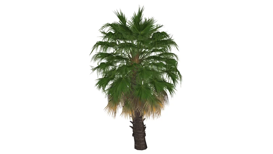 Palm