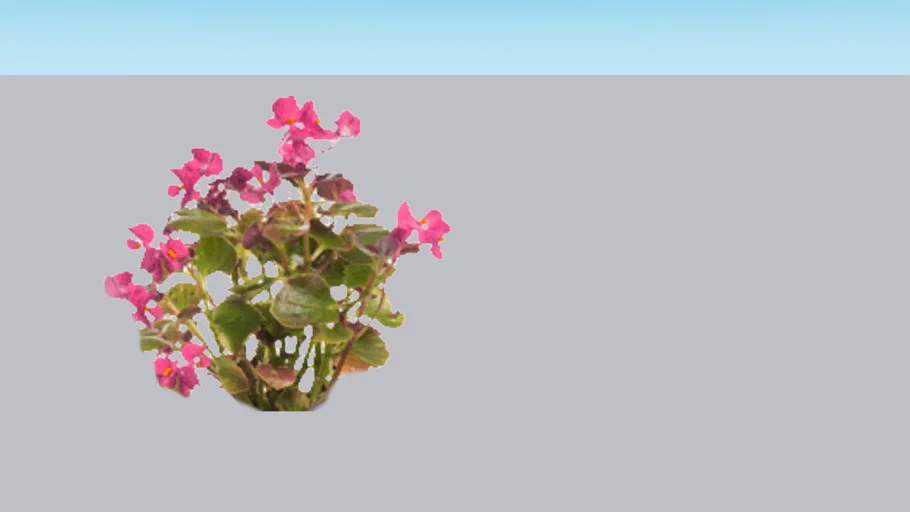 Begonia
