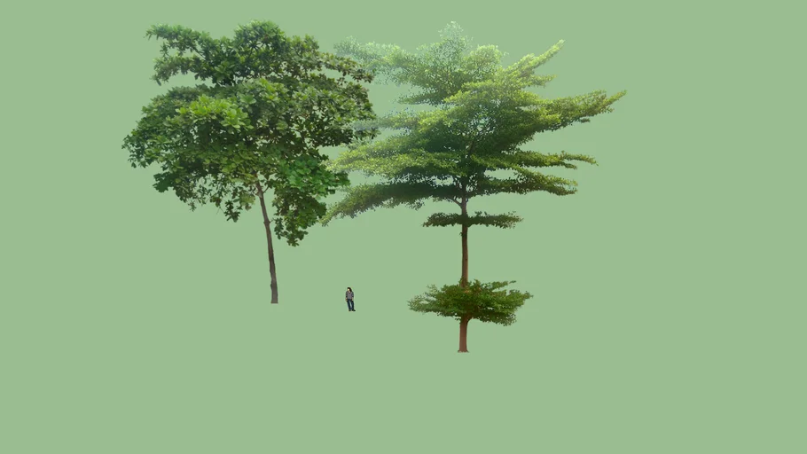 TERMINALIA MANTALY_KETAPANG KENCANA 6