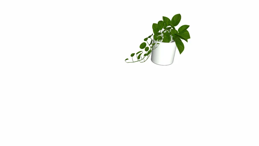 Pot Plant Vine Pothos