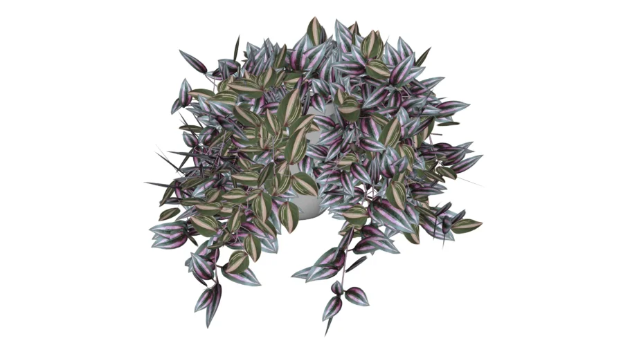 Tradescantia Quadricolour Interior Plant