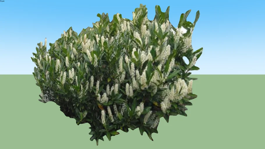 English Laurel | 3D Warehouse