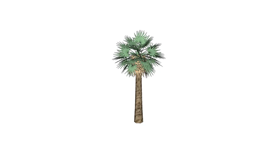3d coconut tree