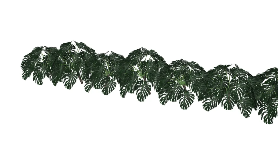 COSTELA DE ADÃO