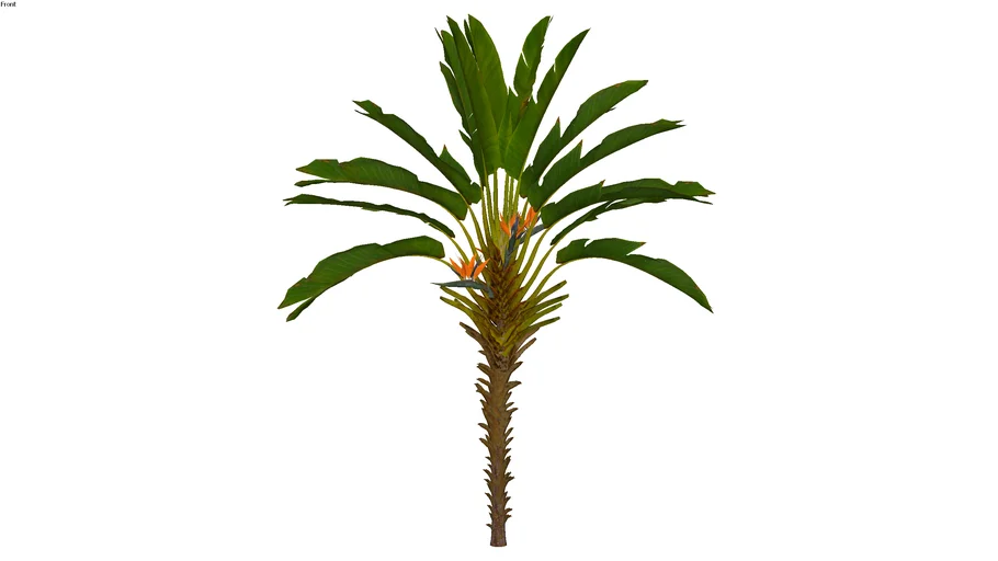 Paisagismo_Estrelícia Gigante_Strelitzia nicolai_02