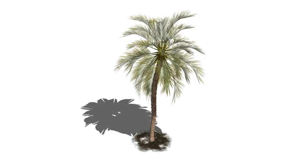date palm