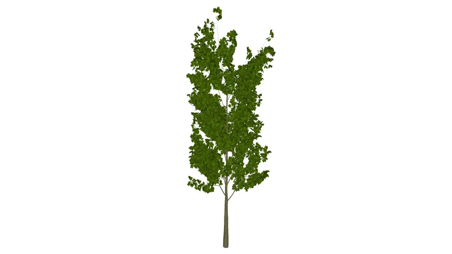 V-Ray Ready Tree - Young Maple