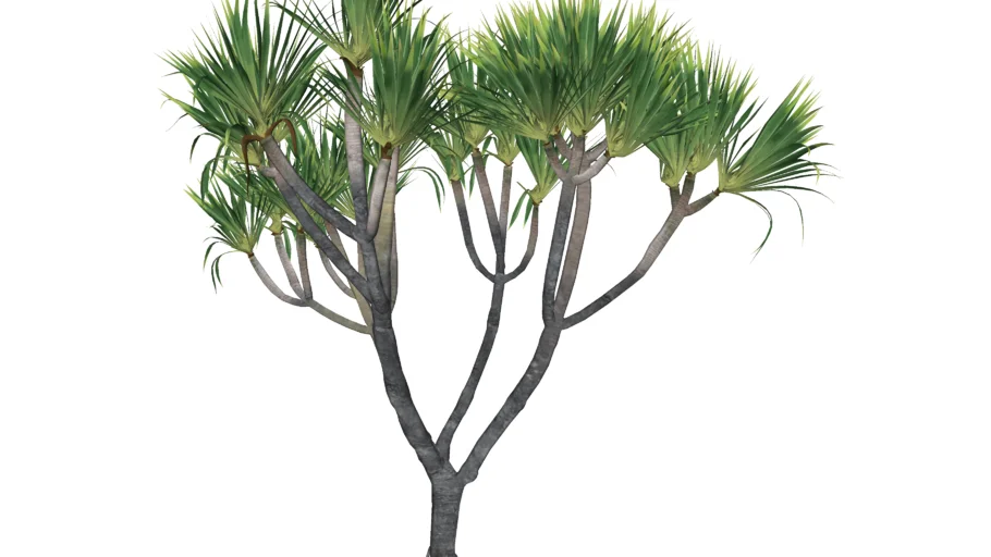 YBPLANT#16