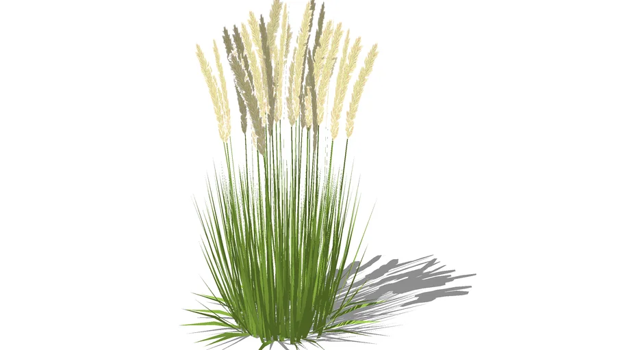 Calamagrostis-reed+grass