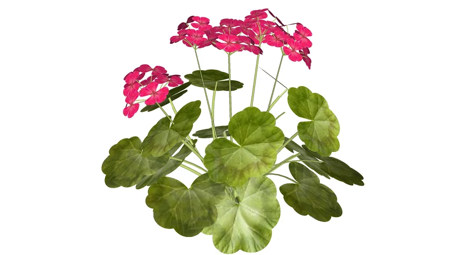 Primrose