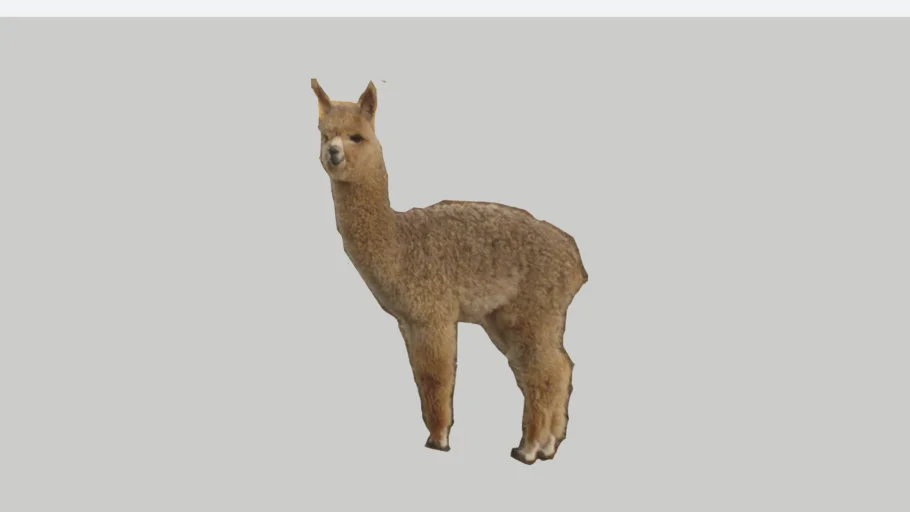 alpaca
