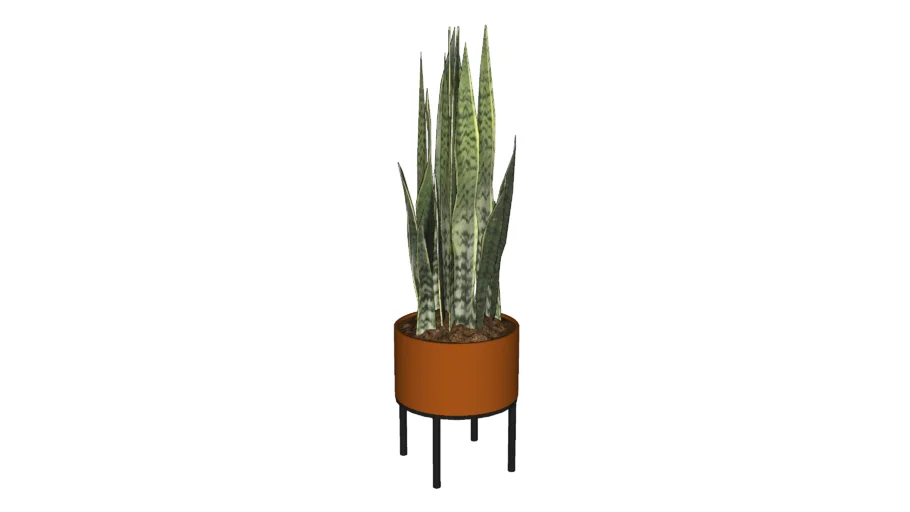 Fasita Snake Plant |Uttermost