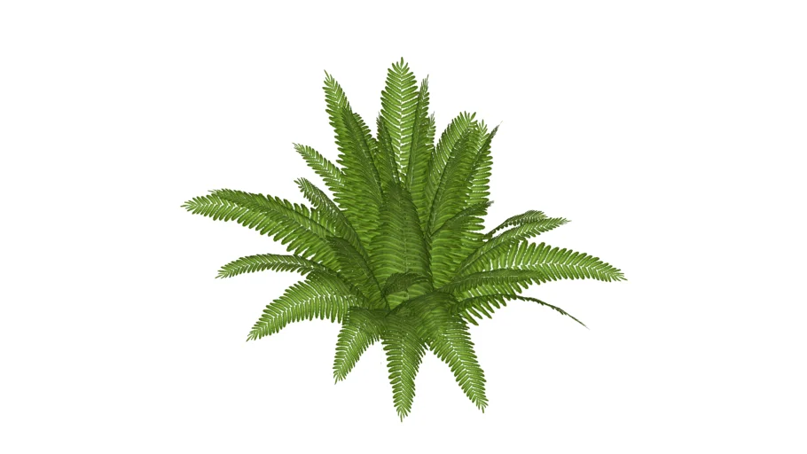 Fern Nephrolepis exaltata