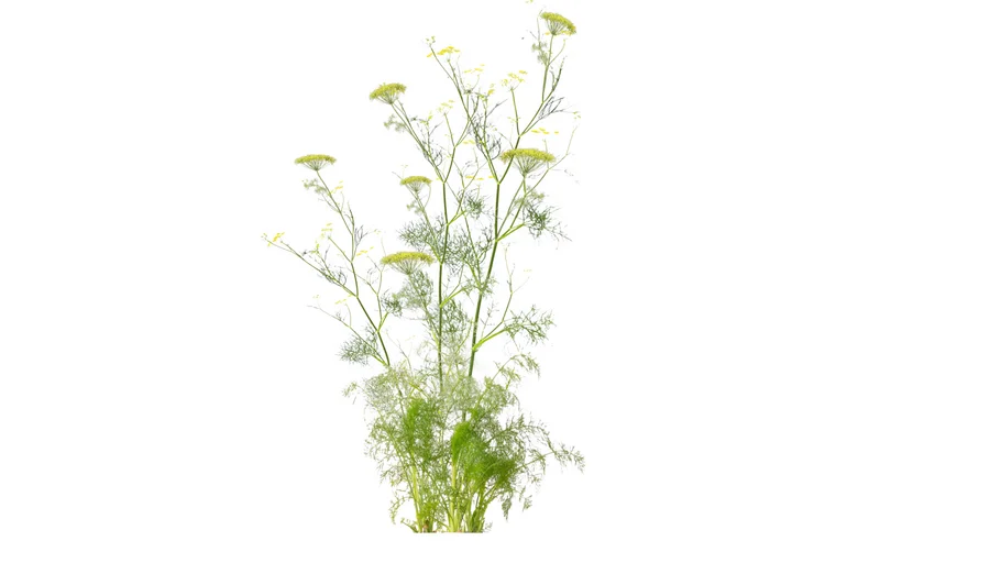 Fenouil commun - Foeniculum vulgare