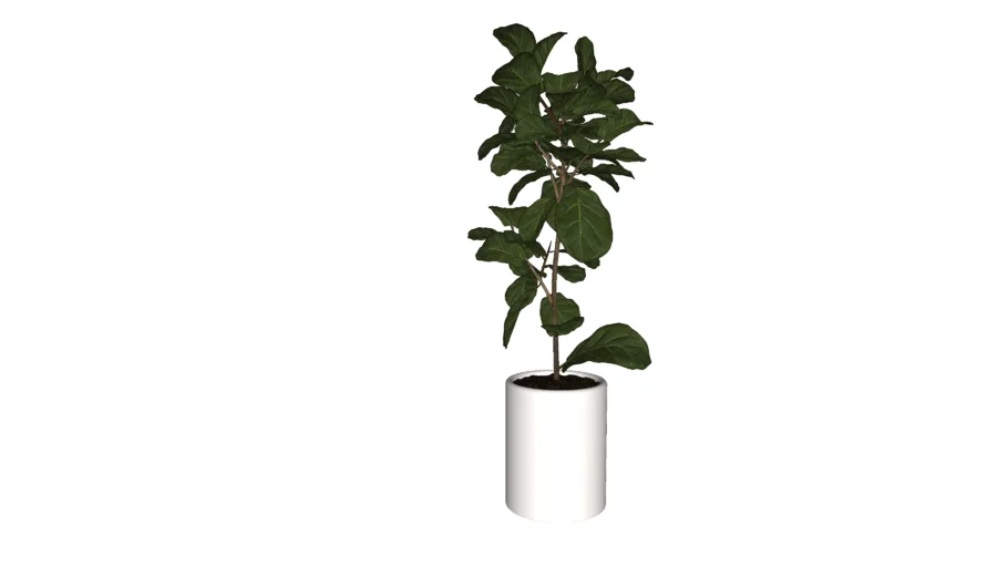 Ficus Lyrata