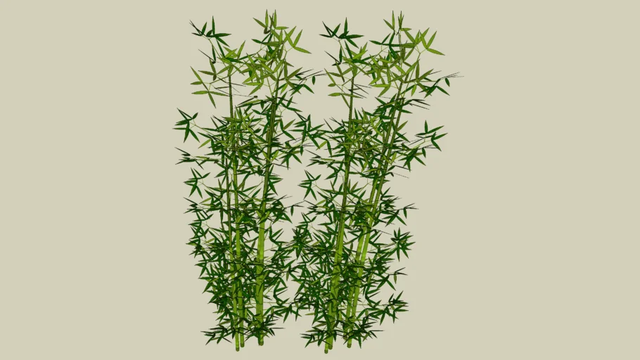 Bamboo