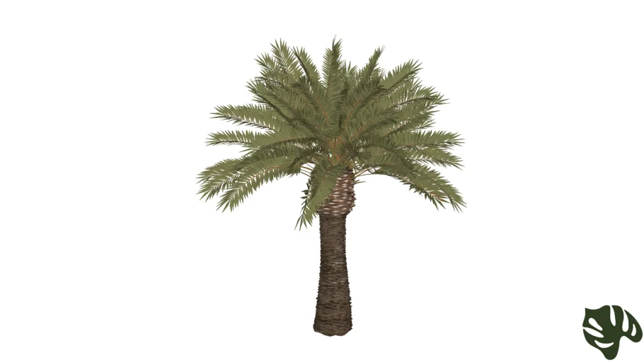 Palmeira das Canárias - Phoenix canariensis
