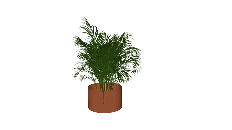 Palm Pot