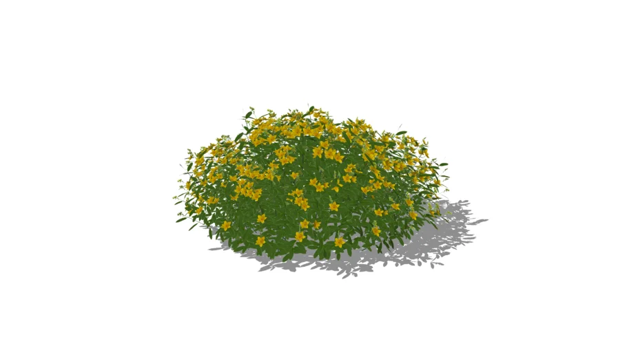 Sunny Boulevard® Hypericum St. John's-wort