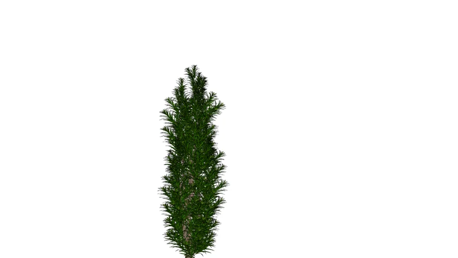 Podocarpus otimizado