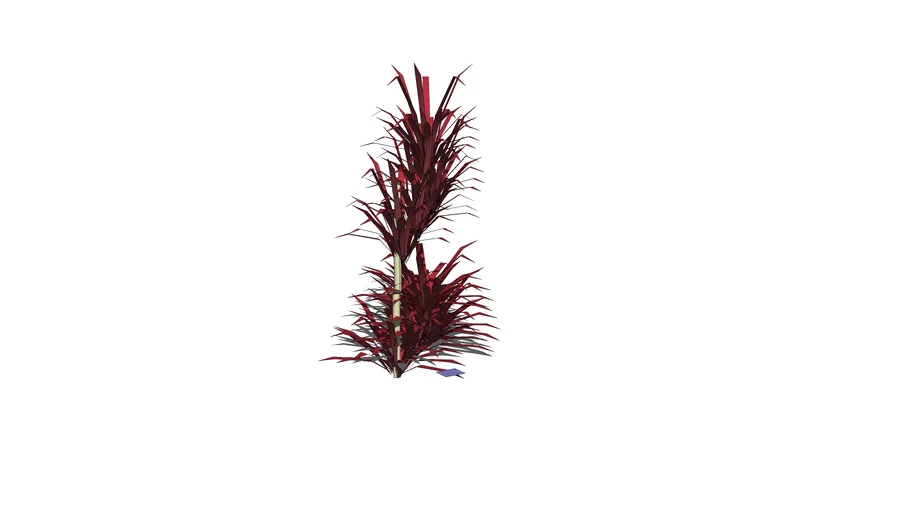Cordyline terminalis