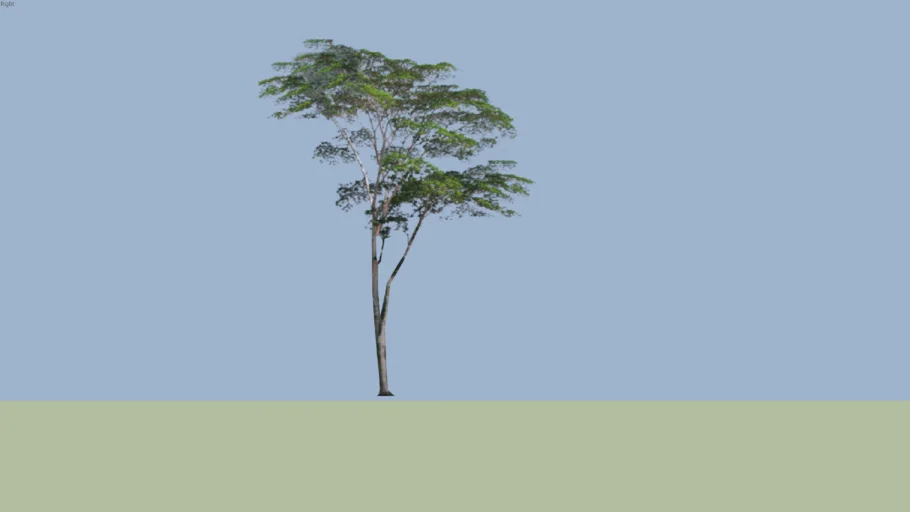 Albizzia Falcata
