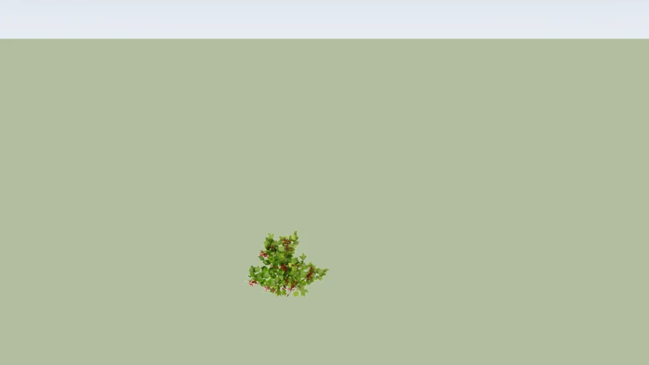 Ribes rubrum