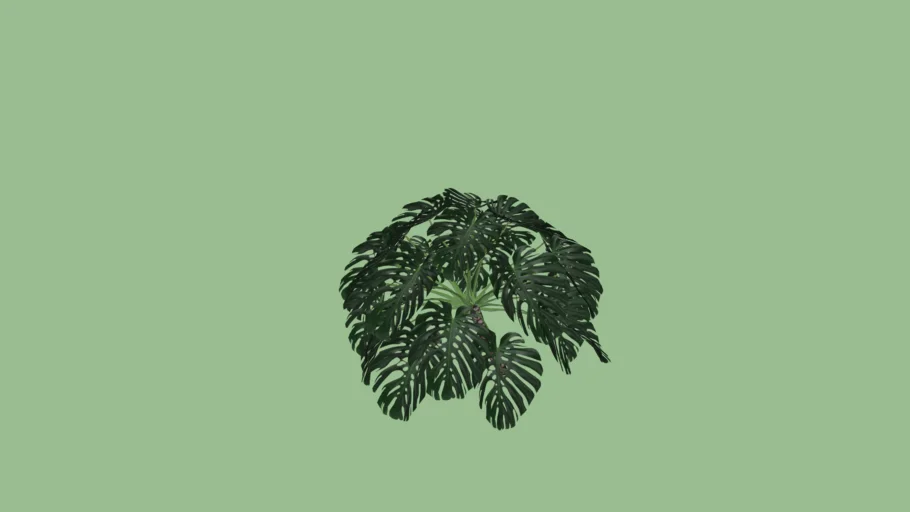 Vegetação - Costela de Adão