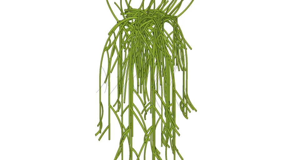 Rhipsalis baccifera - Ripsalis