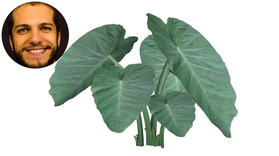 Colocasia Gigantea - Orelha de Elefante