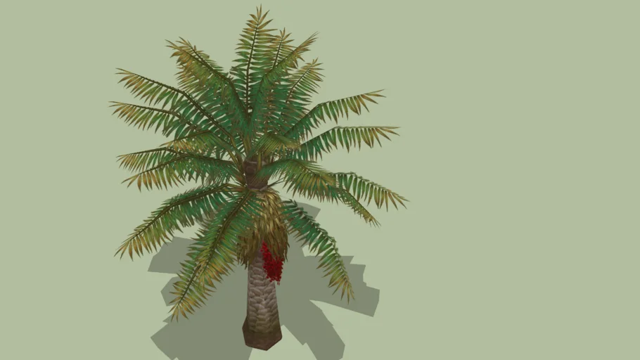 date palm