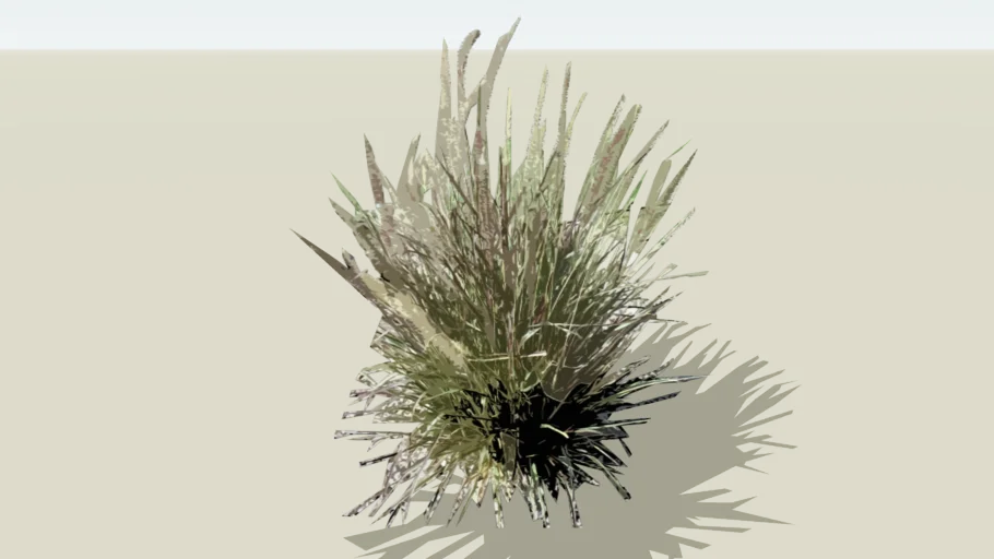 Red Fountain Grass