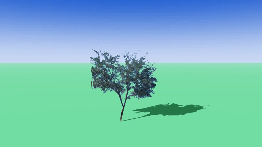 mesquite tree