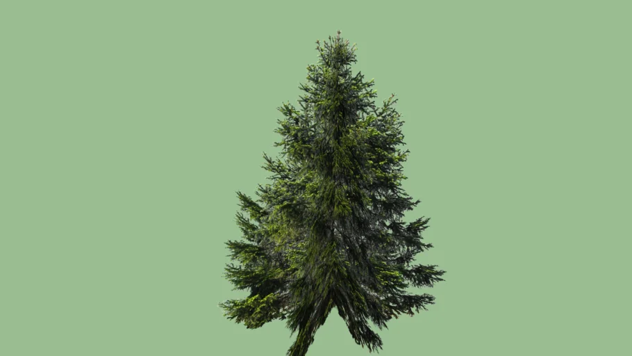 SIMPLE PINE TREE