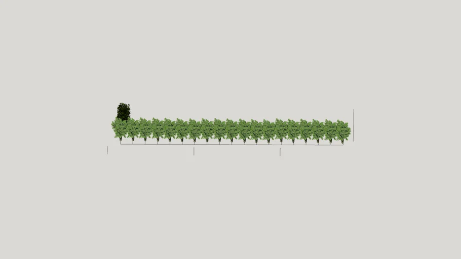 CLUSIA HEDGE NORTH