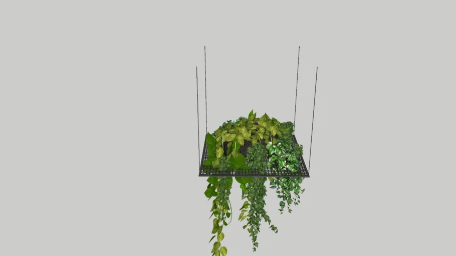 hanging plants