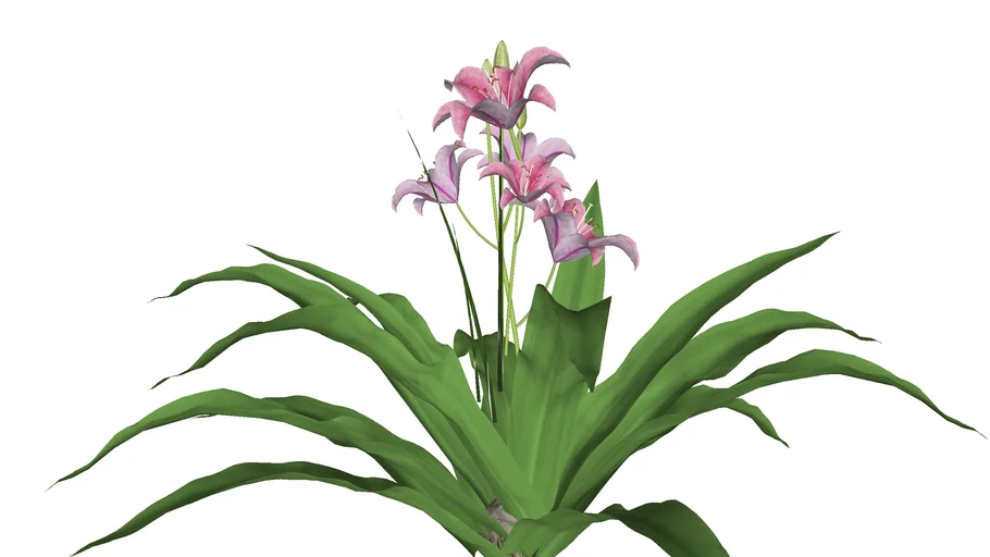 Crinum x powelli Roseum - Crino rosa Lírio do cabo