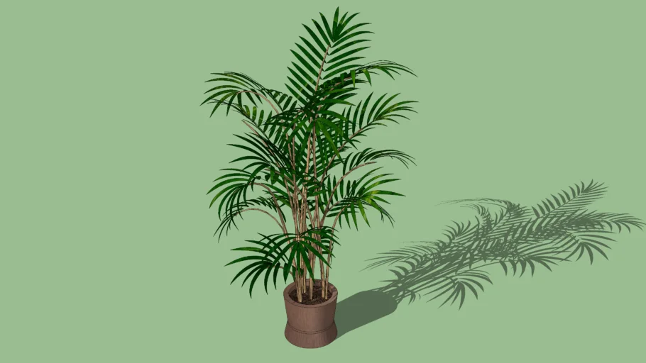 Palmera