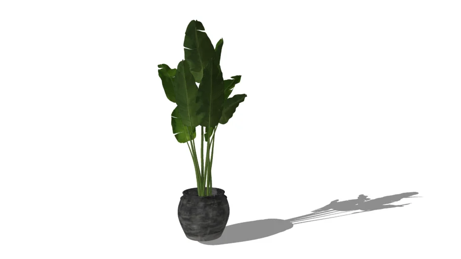 Indoor plant