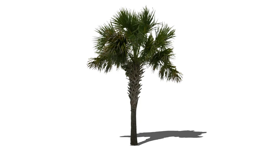 Tree - Palm - Washingtonia filifera - California Fan Palm